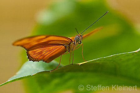 071 Julia-Falter - Dryas julia